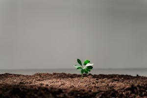 A single green plant sprouts from rich soil against a neutral background, symbolizing growth.
