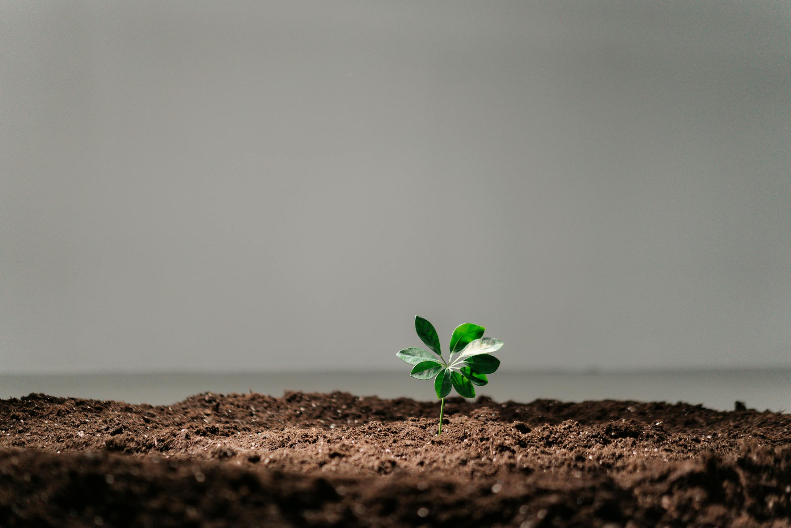 A single green plant sprouts from rich soil against a neutral background, symbolizing growth.